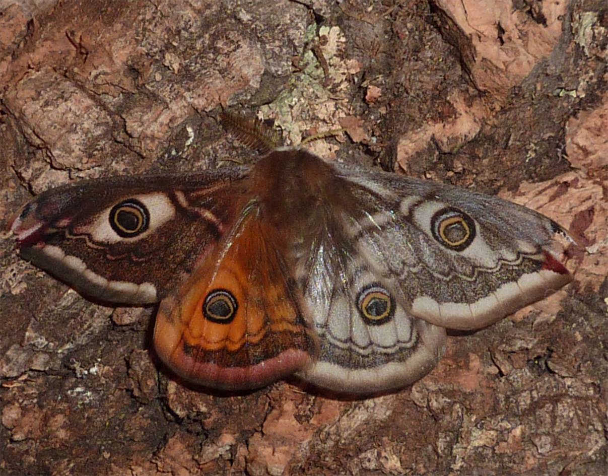 Saturnia pavonia (live, bilateral gynandromorph) (Internet Image property of respective owner, non-commercial use only)